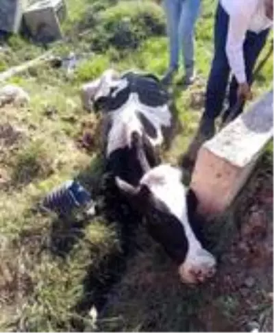 Son dakika haber: Bataklığa saplanan ineği itfaiye kurtardı Son dakika haber: Bataklığa saplanan ineği itfaiye kurtardı