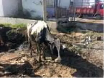 Son dakika haber: Bataklığa saplanan ineği itfaiye kurtardı Son dakika haber: Bataklığa saplanan ineği itfaiye kurtardı