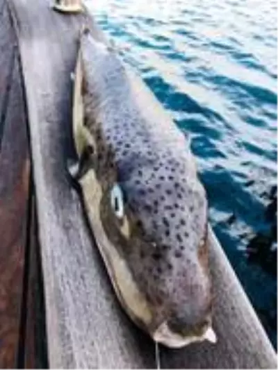 Bodrum'da amatör balıkçı, 6 kiloluk 'balon balığı' yakaladı