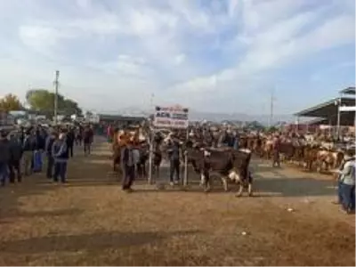 Büyükbaş hayvan pazarlarında satışlarda durgunluk yaşanıyor Büyükbaş hayvan pazarlarında satışlarda durgunluk yaşanıyor