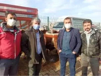 Büyükbaş hayvan pazarlarında satışlarda durgunluk yaşanıyor Büyükbaş hayvan pazarlarında satışlarda durgunluk yaşanıyor