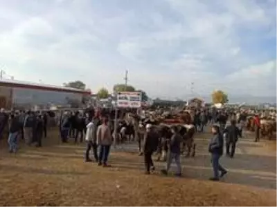 Büyükbaş hayvan pazarlarında satışlarda durgunluk yaşanıyor Büyükbaş hayvan pazarlarında satışlarda durgunluk yaşanıyor