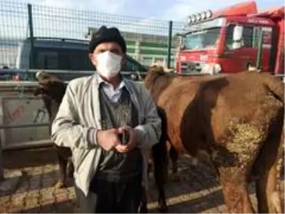 Büyükbaş hayvan pazarlarında satışlarda durgunluk yaşanıyor Büyükbaş hayvan pazarlarında satışlarda durgunluk yaşanıyor