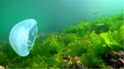 Özel - Dünya rekortmeni Şahika Ercümen Kocaeli'de balık çeşitliliğine hayran kaldı Özel - Dünya rekortmeni Şahika Ercümen Kocaeli'de balık çeşitliliğine hayran kaldı