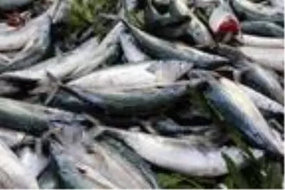 Fırtına çıktı, palamut fiyatları arttı Fırtına çıktı, palamut fiyatları arttı