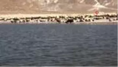 Göçerlerin zorlu dönüş yolculuğu başladı Göçerlerin zorlu dönüş yolculuğu başladı