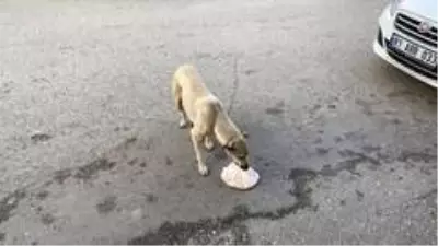 Köpekten annelik dersi...Lokanta sahibinin verdiği yemeği poşet içinde yavrularına taşıyor Köpekten annelik dersi...Lokanta sahibinin verdiği yemeği poşet içinde yavrularına taşıyor
