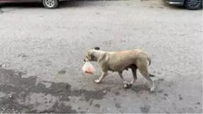 Köpekten annelik dersi...Lokanta sahibinin verdiği yemeği poşet içinde yavrularına taşıyor Köpekten annelik dersi...Lokanta sahibinin verdiği yemeği poşet içinde yavrularına taşıyor