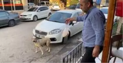 Köpekten annelik dersi...Lokanta sahibinin verdiği yemeği poşet içinde yavrularına taşıyor Köpekten annelik dersi...Lokanta sahibinin verdiği yemeği poşet içinde yavrularına taşıyor