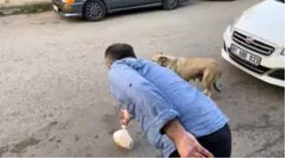 Köpekten annelik dersi...Lokanta sahibinin verdiği yemeği poşet içinde yavrularına taşıyor Köpekten annelik dersi...Lokanta sahibinin verdiği yemeği poşet içinde yavrularına taşıyor