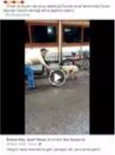 Köpekten annelik dersi...Lokanta sahibinin verdiği yemeği poşet içinde yavrularına taşıyor Köpekten annelik dersi...Lokanta sahibinin verdiği yemeği poşet içinde yavrularına taşıyor