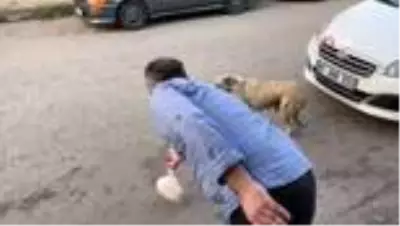 Köpekten annelik dersi...Lokanta sahibinin verdiği yemeği poşet içinde yavrularına taşıyor Köpekten annelik dersi...Lokanta sahibinin verdiği yemeği poşet içinde yavrularına taşıyor