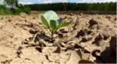 Kuraklık ve iklim şartları, üreticinin ekim dönemini değiştirdi Kuraklık ve iklim şartları, üreticinin ekim dönemini değiştirdi
