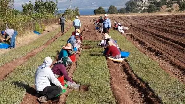 Lisinia'da 20 milyon lavanta ve adaçayı fidesi üretilecek