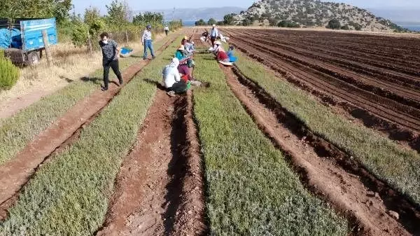 Lisinia'da 20 milyon lavanta ve adaçayı fidesi üretilecek