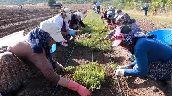 Lisinia'da 20 milyon lavanta ve adaçayı fidesi üretilecek