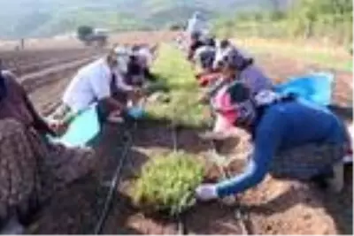 Lisinia'da 20 milyon lavanta ve adaçayı fidesi üretilecek Lisinia'da 20 milyon lavanta ve adaçayı fidesi üretilecek
