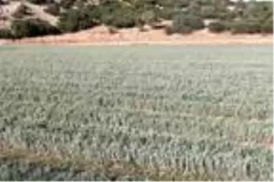 Lisinia'da 20 milyon lavanta ve adaçayı fidesi üretilecek Lisinia'da 20 milyon lavanta ve adaçayı fidesi üretilecek