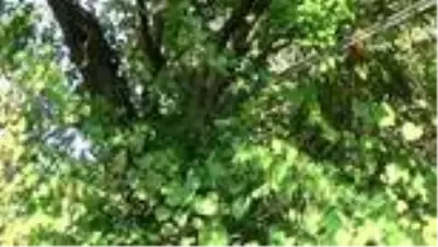 Mahalle sakinleri telefon direklerinin yıkılacağı korkusuyla yaşıyor Mahalle sakinleri telefon direklerinin yıkılacağı korkusuyla yaşıyor