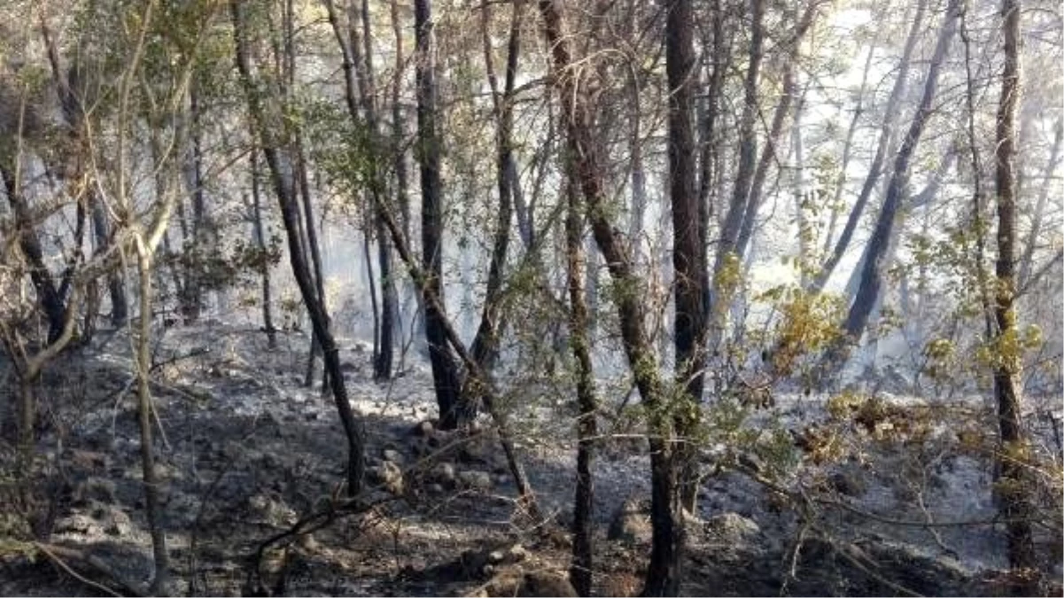 Son dakika: Manavgat'ta orman yangını - Haber