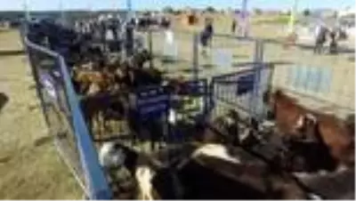 Ordu'da çiftçilere Halep keçisi dağıtıldı Ordu'da çiftçilere Halep keçisi dağıtıldı