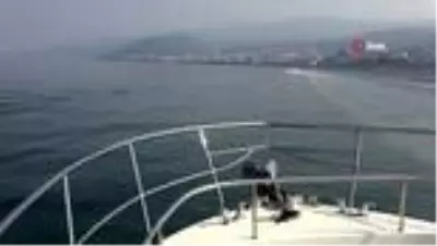 Özel - Dünya rekortmeni Şahika Ercümen Kocaeli'de balık çeşitliliğine hayran kaldı Özel - Dünya rekortmeni Şahika Ercümen Kocaeli'de balık çeşitliliğine hayran kaldı