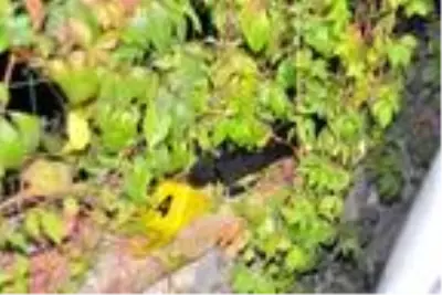 Restoranda yemek yerken taştığı kişilerce tüfekli saldırıya uğradı Restoranda yemek yerken taştığı kişilerce tüfekli saldırıya uğradı
