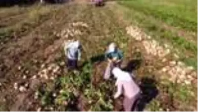 Şeker pancarı Çarşamba Ovası'nda yeniden gelir kapısı oldu Şeker pancarı Çarşamba Ovası'nda yeniden gelir kapısı oldu