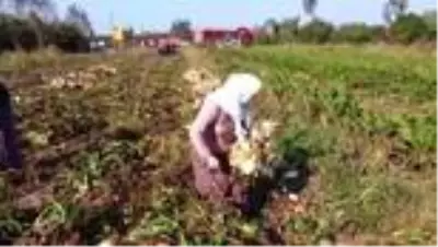 Şeker pancarı Çarşamba Ovası'nda yeniden gelir kapısı oldu Şeker pancarı Çarşamba Ovası'nda yeniden gelir kapısı oldu