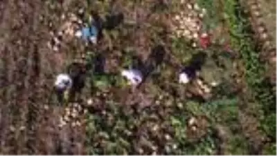 Şeker pancarı Çarşamba Ovası'nda yeniden gelir kapısı oldu Şeker pancarı Çarşamba Ovası'nda yeniden gelir kapısı oldu