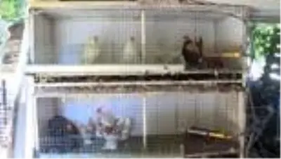 Süs tavuğu yetiştiricileri, yerli ırk tavukları dünyaya tanıtmak istiyor
