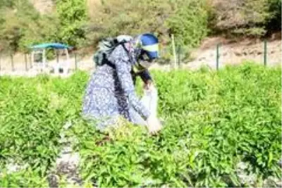 Üreğil Millet Bahçesi tarım alanı halka açıldı Üreğil Millet Bahçesi tarım alanı halka açıldı
