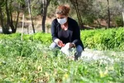 Üreğil Millet Bahçesi tarım alanı halka açıldı Üreğil Millet Bahçesi tarım alanı halka açıldı