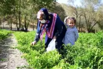 Üreğil Millet Bahçesi tarım alanı halka açıldı Üreğil Millet Bahçesi tarım alanı halka açıldı