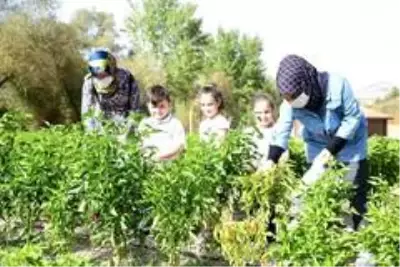 Üreğil Millet Bahçesi tarım alanı halka açıldı Üreğil Millet Bahçesi tarım alanı halka açıldı