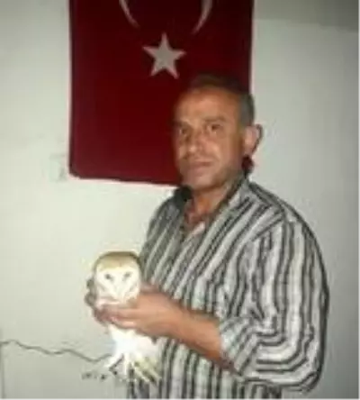 Yaralı bulunan peçeli baykuş tedaviye alındı Yaralı bulunan peçeli baykuş tedaviye alındı