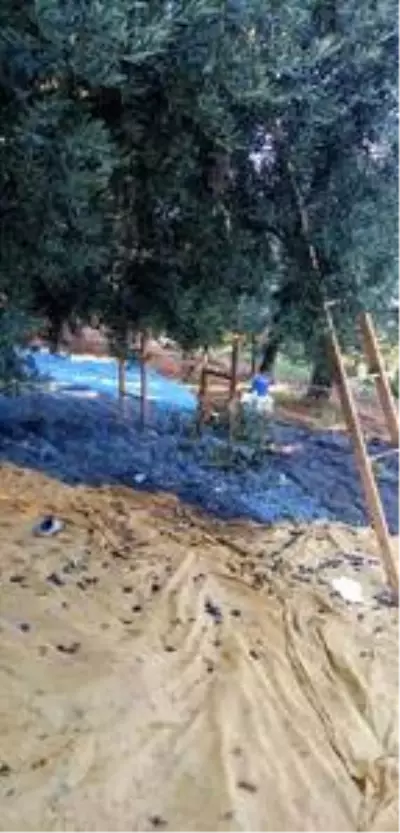 Yardım amacıyla zeytin toplamak için çıktığı ağaçtan düşerek öldü Yardım amacıyla zeytin toplamak için çıktığı ağaçtan düşerek öldü