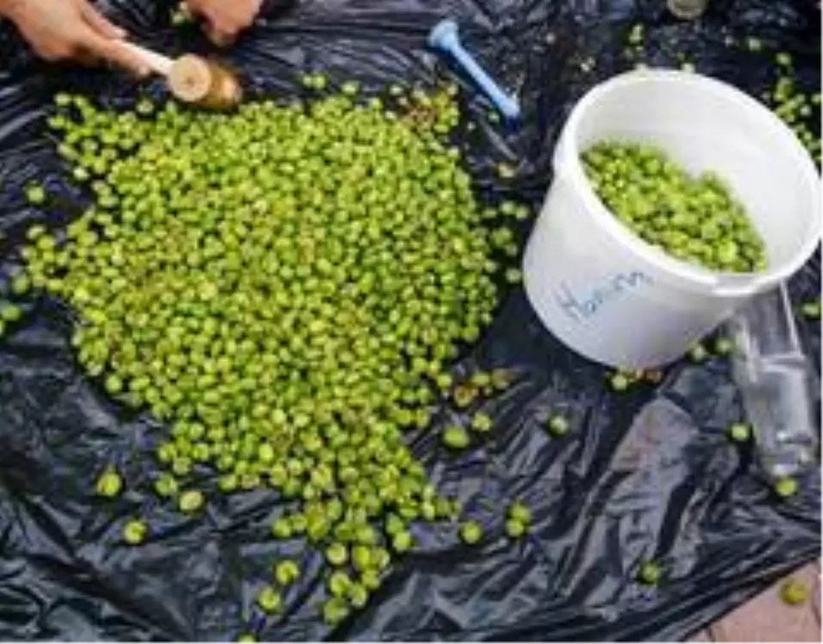 Yeşil zeytinler sofraları süslüyor