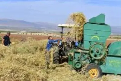 Yeşilyurt'ta tarımsal üretim ve ar-ge sahasında kuru fasulye hasadı Yeşilyurt'ta tarımsal üretim ve ar-ge sahasında kuru fasulye hasadı