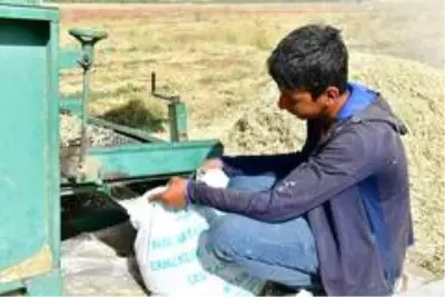 Yeşilyurt'ta tarımsal üretim ve ar-ge sahasında kuru fasulye hasadı Yeşilyurt'ta tarımsal üretim ve ar-ge sahasında kuru fasulye hasadı
