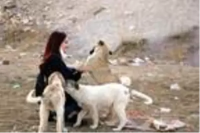 Yüksekovalı Mizgin'den, sokak hayvanları için yardım kampanyası Yüksekovalı Mizgin'den, sokak hayvanları için yardım kampanyası