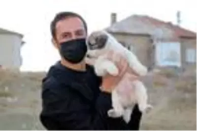 Yüksekovalı Mizgin'den, sokak hayvanları için yardım kampanyası Yüksekovalı Mizgin'den, sokak hayvanları için yardım kampanyası