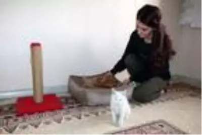 Yüksekovalı Mizgin'den, sokak hayvanları için yardım kampanyası Yüksekovalı Mizgin'den, sokak hayvanları için yardım kampanyası