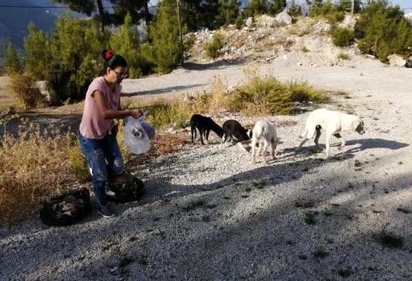 Antalya'da 'köpekler dağlık alana bırakıldı' iddiası