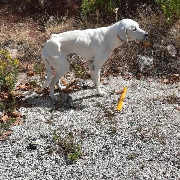 Antalya'da 'köpekler dağlık alana bırakıldı' iddiası