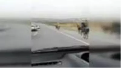 Son dakika haberi: Eyüpsultan'da başıboş atlar kamerada Son dakika haberi: Eyüpsultan'da başıboş atlar kamerada