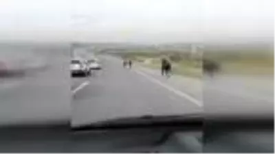 Son dakika haberi: Eyüpsultan'da başıboş atlar kamerada Son dakika haberi: Eyüpsultan'da başıboş atlar kamerada