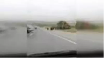 Son dakika haberi: Eyüpsultan'da başıboş atlar kamerada Son dakika haberi: Eyüpsultan'da başıboş atlar kamerada