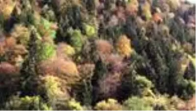 Son dakika haber! 'Örümcek Ormanları' güz renkleriyle büyülüyor (2) - GÜMÜŞHANE Son dakika haber! 'Örümcek Ormanları' güz renkleriyle büyülüyor (2) - GÜMÜŞHANE