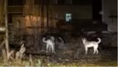 Sarıkamış'ta mahalleye inen bozayı ve tilki görüntülendi Sarıkamış'ta mahalleye inen bozayı ve tilki görüntülendi
